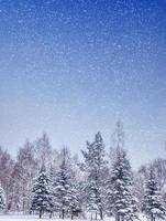 frusen vinterskog med snötäckta träd. foto