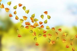 höstlandskap. vackra löv. färgglada träd foto
