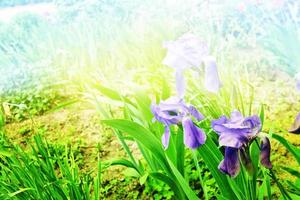 vårens landskap. blå vackra trädgårdsblommor iris foto