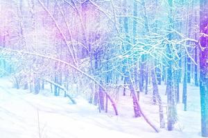 vinterskog. vinterlandskap. snötäckta träd foto