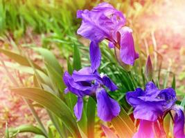 vårens landskap. blå vackra trädgårdsblommor iris foto