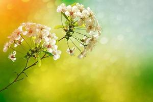 ljusa färgglada vårblommor foto