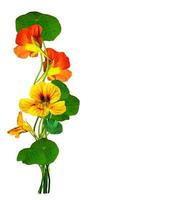 nasturtium blommor isolerad på vit bakgrund foto