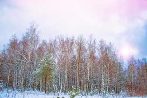 frusen vinterskog med snötäckta träd. foto