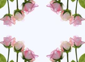 fem rosor på en vit bakgrund. blommig bakgrund foto