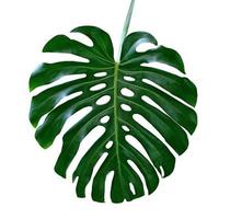 grönt blad av en tropisk blomma monstera foto