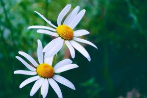 vita ljusa tusensköna blommor på en bakgrund av sommarlandskapet. foto