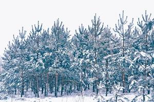 frusen vinterskog med snötäckta träd. foto