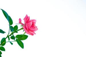 blomknoppar rosor på en vit bakgrund foto
