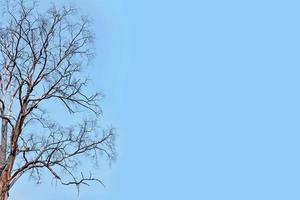 ett ensamt torrt träd mot en blå himmel foto