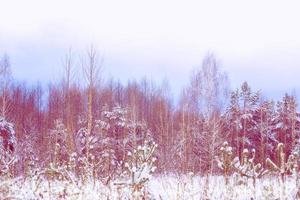 frusen vinterskog med snötäckta träd. foto