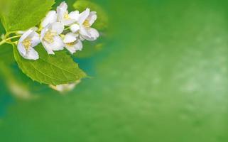 vit jasmin grenen fina vårblommor foto