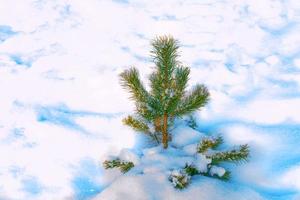 frusen vinterskog med snötäckta träd. foto