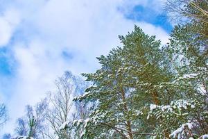 frusen vinterskog med snötäckta träd. foto