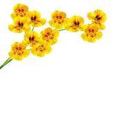 nasturtium blommor isolerad på vit bakgrund foto