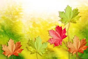 höstlandskap. vackra löv. färgglada träd
