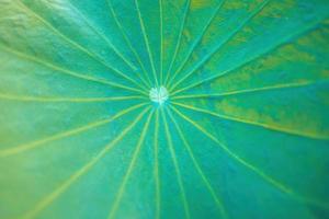 grönt lotusblad, bakgrund, grönt blad textur. skuggan av lotusblad och omgivande kan reflektera i vattendroppe. närbild textur med grön livlig färg bakgrund foto