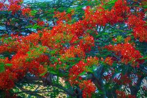 summer poinciana phoenix är en blommande växtart som lever i tropikerna eller subtroperna. röd flamträdsblomma, kunglig poinciana foto