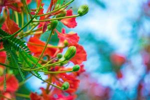 summer poinciana phoenix är en blommande växtart som lever i tropikerna eller subtroperna. röd flamträdsblomma, kunglig poinciana foto