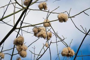 vitt siden bomullsträd ceiba pentandra, kapuk randu javanese, den fleråriga frukten kan användas för att göra madrasser och kuddar. foto