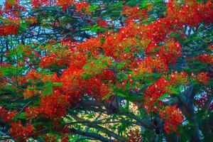 summer poinciana phoenix är en blommande växtart som lever i tropikerna eller subtroperna. röd flamträdsblomma, kunglig poinciana foto