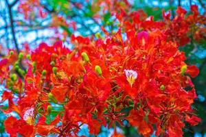 summer poinciana phoenix är en blommande växtart som lever i tropikerna eller subtroperna. röd flamträdsblomma, kunglig poinciana foto