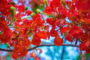 summer poinciana phoenix är en blommande växtart som lever i tropikerna eller subtroperna. röd flamträdsblomma, kunglig poinciana foto