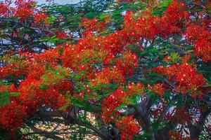 summer poinciana phoenix är en blommande växtart som lever i tropikerna eller subtroperna. röd flamträdsblomma, kunglig poinciana foto