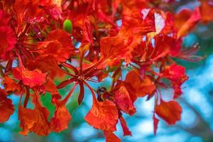 summer poinciana phoenix är en blommande växtart som lever i tropikerna eller subtroperna. röd flamträdsblomma, kunglig poinciana foto