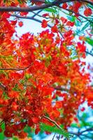 summer poinciana phoenix är en blommande växtart som lever i tropikerna eller subtroperna. röd flamträdsblomma, kunglig poinciana foto