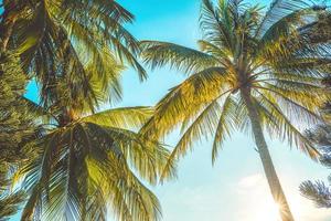sommar bakgrund med kokospalmer och solnedgång varm ton. vung tau city flygfoto med vacker solnedgång och palmträd. vung tau är huvudstaden i provinsen sedan provinsens grundande. foto