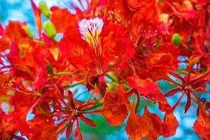 summer poinciana phoenix är en blommande växtart som lever i tropikerna eller subtroperna. röd flamträdsblomma, kunglig poinciana foto