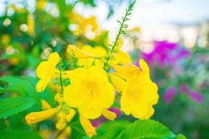 tabebuia aurea blommar för fullt. vackert gult av tabebuia aurea. paraguayanskt silvertrumpetträd. foto