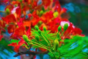 summer poinciana phoenix är en blommande växtart som lever i tropikerna eller subtroperna. röd flamträdsblomma, kunglig poinciana foto