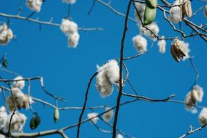 vitt siden bomullsträd ceiba pentandra, kapuk randu javanese, den fleråriga frukten kan användas för att göra madrasser och kuddar. foto