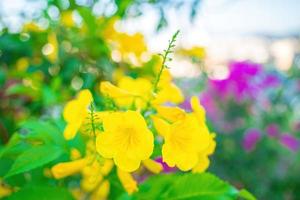 tabebuia aurea blommar för fullt. vackert gult av tabebuia aurea. paraguayanskt silvertrumpetträd. foto