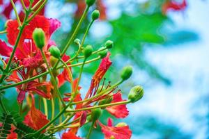 summer poinciana phoenix är en blommande växtart som lever i tropikerna eller subtroperna. röd flamträdsblomma, kunglig poinciana foto