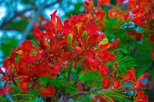 summer poinciana phoenix är en blommande växtart som lever i tropikerna eller subtroperna. röd flamträdsblomma, kunglig poinciana foto