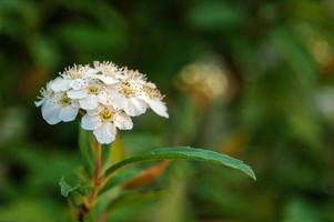 vit blomma med bokeh bakground foto