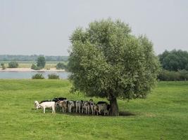 xanten stad och floden rhen foto