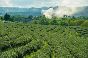 landskapet utsikt över choui fong teplantager i chiang rai den norra provinsen i thailand. foto