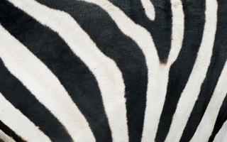 Zebra hud textur foto