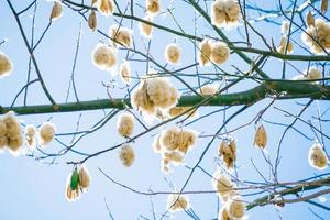 vitt siden bomullsträd ceiba pentandra, kapuk randu javanese, den fleråriga frukten kan användas för att göra madrasser och kuddar. foto