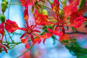 summer poinciana phoenix är en blommande växtart som lever i tropikerna eller subtroperna. röd flamträdsblomma, kunglig poinciana foto