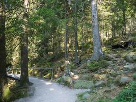 svarta skogen i tyskland foto