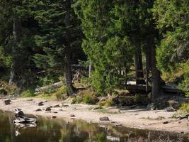 svarta skogen i tyskland foto