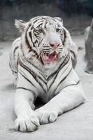 vit Bengal tiger foto