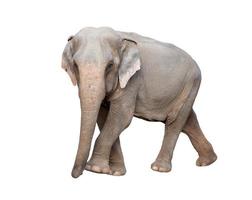 Asien elefant isolerad foto