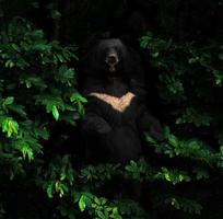 asiatisk svartbjörn som står i den mörka skogen foto