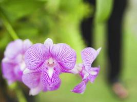 violett orkidé med gröna blad bakgrund foto